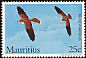 Mauritius Kestrel Falco punctatus