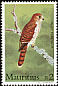 Mauritius Kestrel Falco punctatus  1984 Mauritius Kestrel 