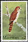 Mauritius Kestrel Falco punctatus