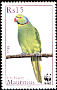 Echo Parakeet Psittacula eques