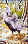 Dodo Raphus cucullatus †  2007 Dodo  MS
