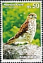 Mauritius Kestrel Falco punctatus  2022 Mauritius Kestrel 