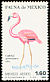 American Flamingo Phoenicopterus ruber