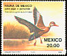 Black-bellied Whistling Duck Dendrocygna autumnalis  1984 Mexican fauna 