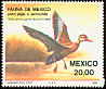 Black-bellied Whistling Duck Dendrocygna autumnalis