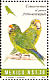 Orange-fronted Parakeet Eupsittula canicularis