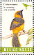 Yellow-tailed Oriole Icterus mesomelas