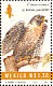 Peregrine Falcon  Falco peregrinus