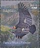 California Condor Gymnogyps californianus