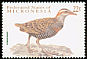 Buff-banded Rail Hypotaenidia philippensis  2001 Birds 