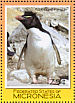 Southern Rockhopper Penguin Eudyptes chrysocome