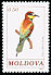 European Bee-eater Merops apiaster