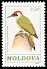 European Green Woodpecker Picus viridis