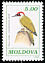 European Green Woodpecker Picus viridis