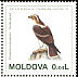Booted Eagle Hieraaetus pennatus  1995 European nature conservation year 