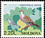 European Turtle Dove Streptopelia turtur  1996 Birds 