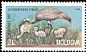 Demoiselle Crane Grus virgo