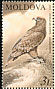 Tawny Eagle Aquila rapax  2003 Red Book of Moldova 