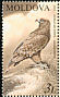 Tawny Eagle Aquila rapax