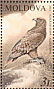 Tawny Eagle Aquila rapax