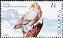 Egyptian Vulture Neophron percnopterus  2007 Birds 
