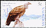 Griffon Vulture Gyps fulvus