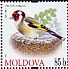 European Goldfinch Carduelis carduelis  2010 Birds 