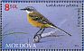 Western Yellow Wagtail Motacilla flava