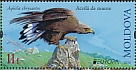 Golden Eagle Aquila chrysaetos