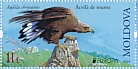 Golden Eagle Aquila chrysaetos