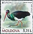 Black Stork Ciconia nigra