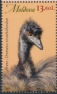 Emu Dromaius novaehollandiae