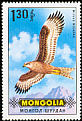 Black Kite Milvus migrans