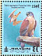 Lesser Kestrel  Falco naumanni