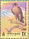 Barbary Falcon Falco pelegrinoides