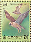 Saker Falcon Falco cherrug