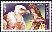 Griffon Vulture Gyps fulvus