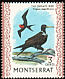 Magnificent Frigatebird Fregata magnificens  1970 Birds Chalk-surfaced paper