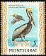 Brown Pelican Pelecanus occidentalis  1970 Birds Chalk-surfaced paper