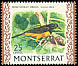 Montserrat Oriole Icterus oberi