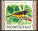 Montserrat Oriole Icterus oberi