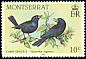 Carib Grackle Quiscalus lugubris  1984 Birds 