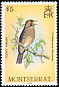 Forest Thrush Turdus lherminieri