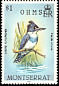 Belted Kingfisher Megaceryle alcyon