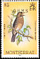 Forest Thrush Turdus lherminieri