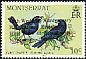 Carib Grackle Quiscalus lugubris  1987 Royal wedding anniversary 