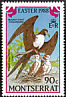 Magnificent Frigatebird Fregata magnificens  1988 Easter 