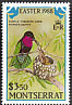 Purple-throated Carib Eulampis jugularis  1988 Easter 