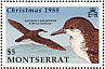 Audubon's Shearwater Puffinus lherminieri