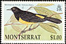 Montserrat Oriole Icterus oberi  1992 Montserrat Oriole 